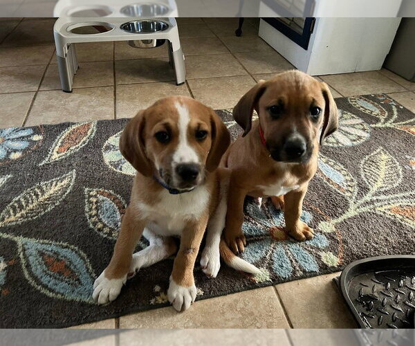 Medium Photo #1 Mutt Puppy For Sale in FRAMINGHAM, MA, USA