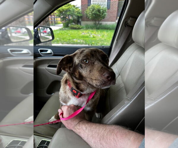 Medium Photo #4 Catahoula Leopard Dog-Unknown Mix Puppy For Sale in Salt Lake City, UT, USA