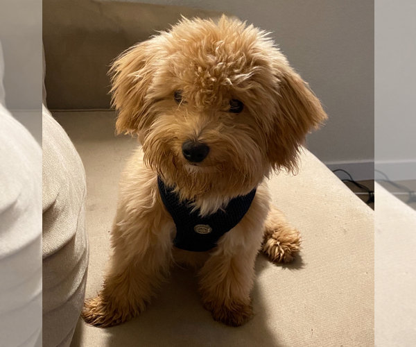 Medium Photo #1 Poo-Ton (Miniature) Puppy For Sale in EDMONDS, WA, USA