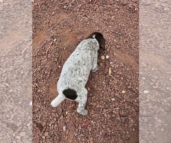 Medium Photo #26 German Shorthaired Pointer Puppy For Sale in EVANSVILLE, WY, USA