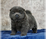 Puppy 9 Chow Chow