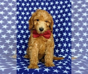 Double Doodle Puppy for sale in NOTTINGHAM, PA, USA