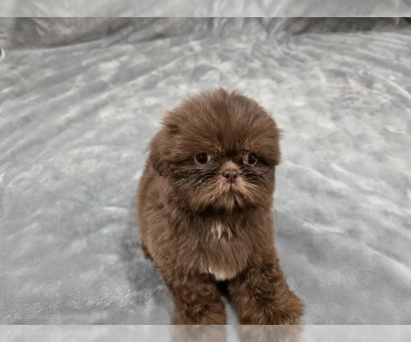 Medium Photo #2 Shih Tzu Puppy For Sale in CARLYLE, IL, USA