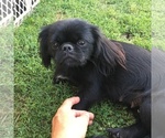 Small Photo #1 Cheeks Puppy For Sale in CORYDON, IA, USA