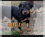 Small Photo #4 Doberman Pinscher Puppy For Sale in STKN, CA, USA