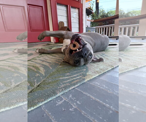 Medium Photo #2 American Pit Bull Terrier-Labrador Retriever Mix Puppy For Sale in Holly Springs, NC, USA