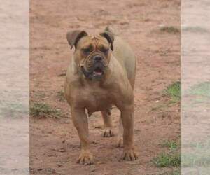 Mother of the Olde English Bulldogge puppies born on 11/30/2021