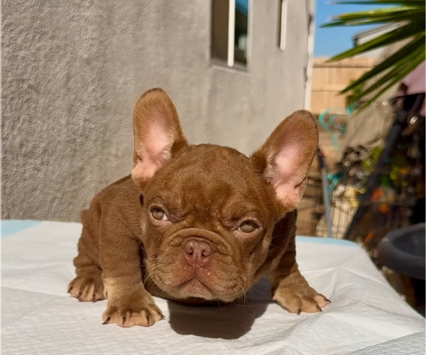 Medium Photo #2 French Bulldog Puppy For Sale in SACRAMENTO, CA, USA