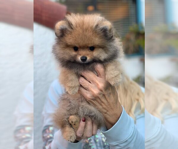 Medium Photo #1 Pomeranian Puppy For Sale in STUDIO CITY, CA, USA