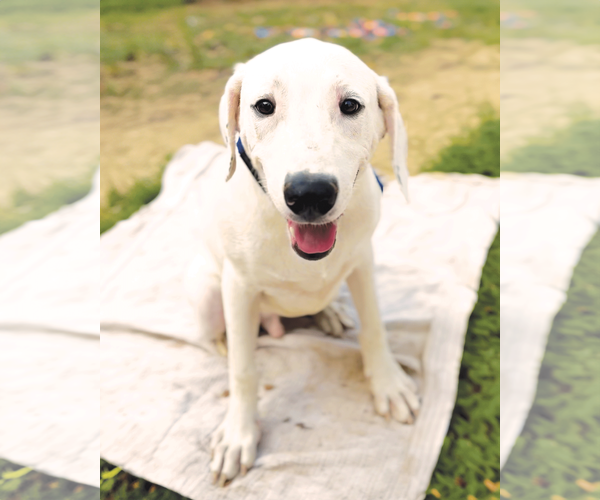 Medium Photo #2 Labrador Retriever-Unknown Mix Puppy For Sale in Munford, TN, USA