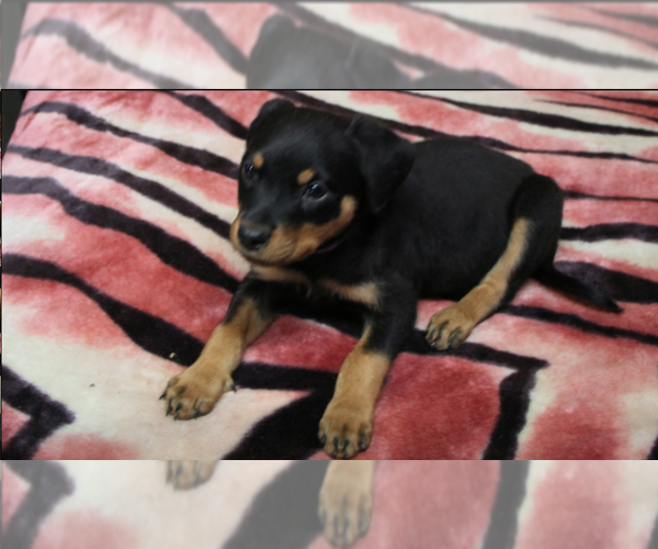 Medium Photo #1 Rottweiler Puppy For Sale in ROSEBURG, OR, USA