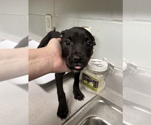 Medium Photo #1 Mutt Puppy For Sale in Augusta, GA, USA