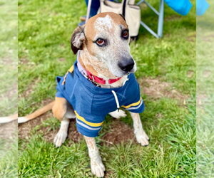 Walter - Male Mutt Dog for Adoption - Photo #16