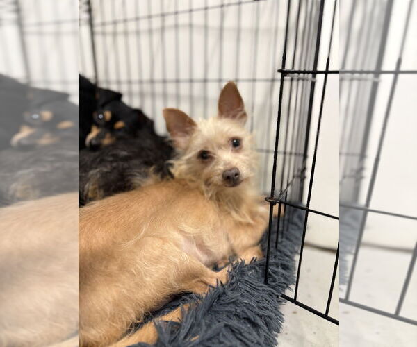 Medium Photo #2 Mutt Puppy For Sale in Studio City, CA, USA