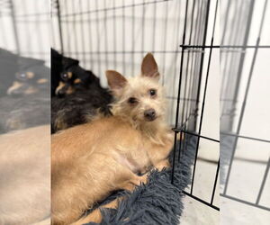 FRESA 9447 - Female Mutt Dog for Adoption - Photo #2
