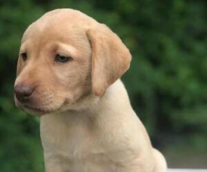 Labrador Retriever Puppy for sale in EUSTACE, TX, USA