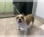 Small Bulldog Mix