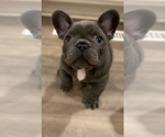 Small Photo #2 French Bulldog Puppy For Sale in MADISONVILLE, KY, USA