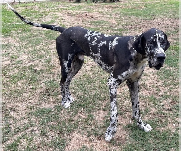 Medium Photo #1 Great Dane Puppy For Sale in CLANTON, AL, USA