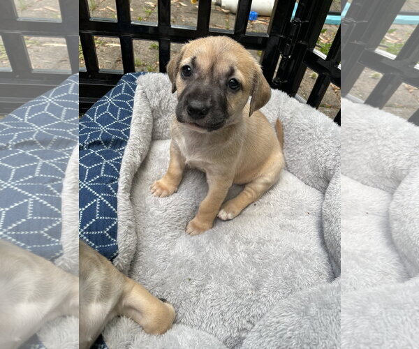 Medium Photo #12 Mutt Puppy For Sale in Derwood, MD, USA
