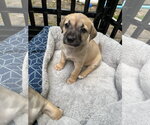 Small #11 Mutt