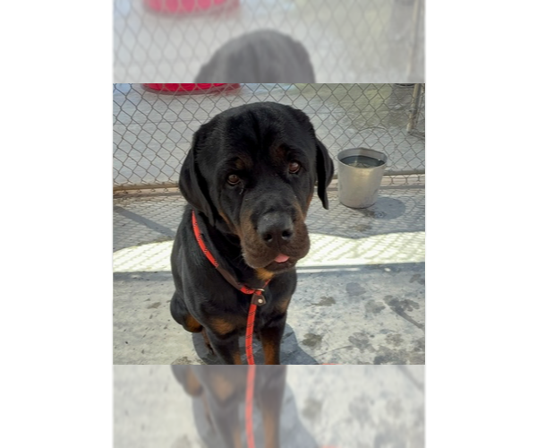 Medium Photo #3 Rottweiler Puppy For Sale in Gilbert, AZ, USA