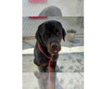 Small #2 Rottweiler