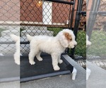 Small Photo #30 Poodle (Standard) Puppy For Sale in MOORES HILL, IN, USA