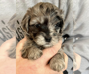 Lhasa-Poo Puppy for sale in SUAMICO, WI, USA