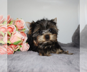 Yorkshire Terrier Puppy for sale in LOS ANGELES, CA, USA