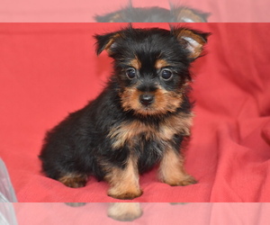 Yorkshire Terrier Puppy for sale in ELDORADO, OH, USA