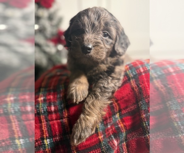 Medium Photo #8 Aussiedoodle Miniature  Puppy For Sale in MENIFEE, CA, USA