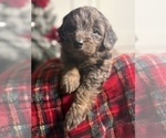 Small #7 Aussiedoodle Miniature 