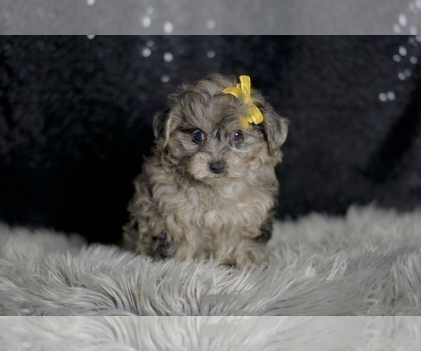 Medium Photo #5 YorkiePoo Puppy For Sale in WARSAW, IN, USA
