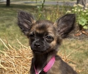 Chihuahua Puppy for sale in EAU CLAIRE, WI, USA