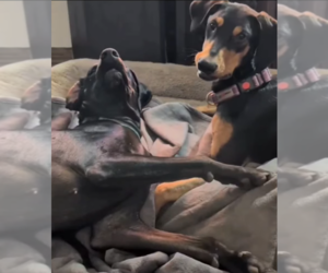 Doberman Pinscher Dogs for adoption in Buffalo, MN, USA