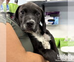 Small #1 Labrador Retriever Mix