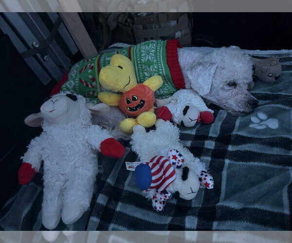 Medium Photo #4 Maltese-Unknown Mix Puppy For Sale in Mooresville, NC, USA