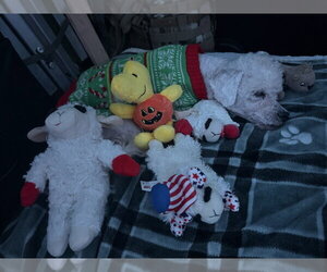Otis - Male Maltese-Unknown Mix Dog for Adoption - Photo #4
