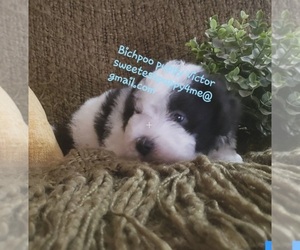Bichpoo Puppy for sale in VIRGILINA, VA, USA
