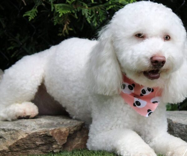 Medium Photo #1 Goldendoodle (Miniature) Puppy For Sale in COATS, NC, USA