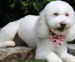 Small Photo #1 Goldendoodle (Miniature) Puppy For Sale in COATS, NC, USA