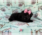 Small #5 Aussiedoodle Miniature 