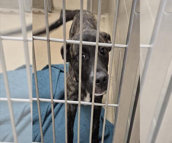 Medium Photo #1 Mutt Puppy For Sale in Decatur, IL, USA