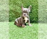 Small Photo #76 French Bulldog Puppy For Sale in JACKSONVILLE, FL, USA