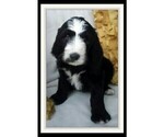 Small Photo #5 Sheepadoodle Puppy For Sale in RIALTO, CA, USA