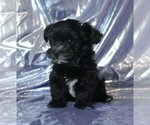 Small #3 Morkie