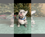 Puppy 1 French Bulldog
