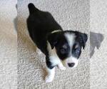 Small Photo #2 Miniature Australian Shepherd Puppy For Sale in MONTGOMERY, IL, USA