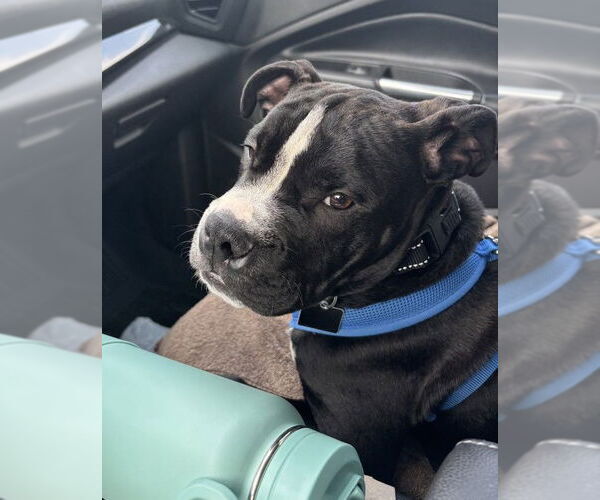 Medium Photo #4 American Pit Bull Terrier-Unknown Mix Puppy For Sale in Spotsylvania, VA, USA
